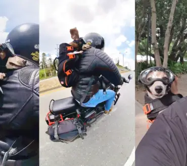 Explorando el mundo con estilo y comodidad: El Backpack Littlechonk para Perros