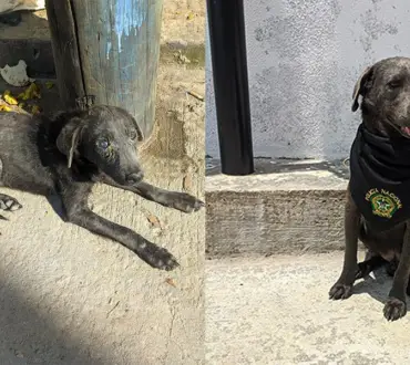 ‘Firulais’, un perro abandonado que ahora es comandante en la policía